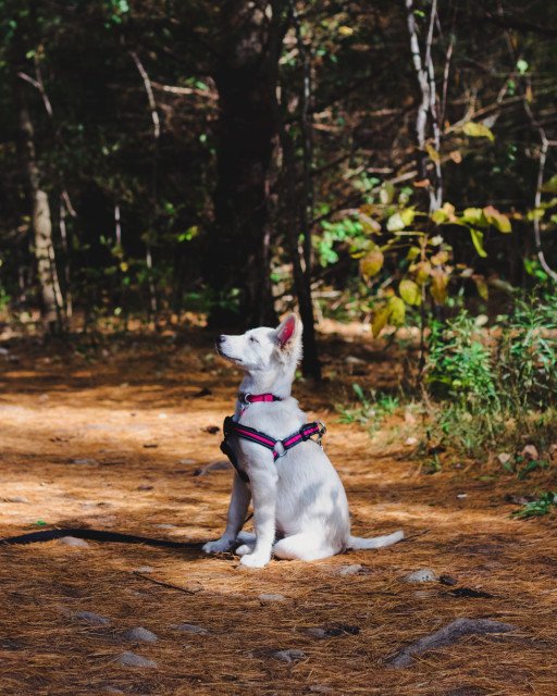 Choosing the Perfect Freedom Leash for Your Pet
